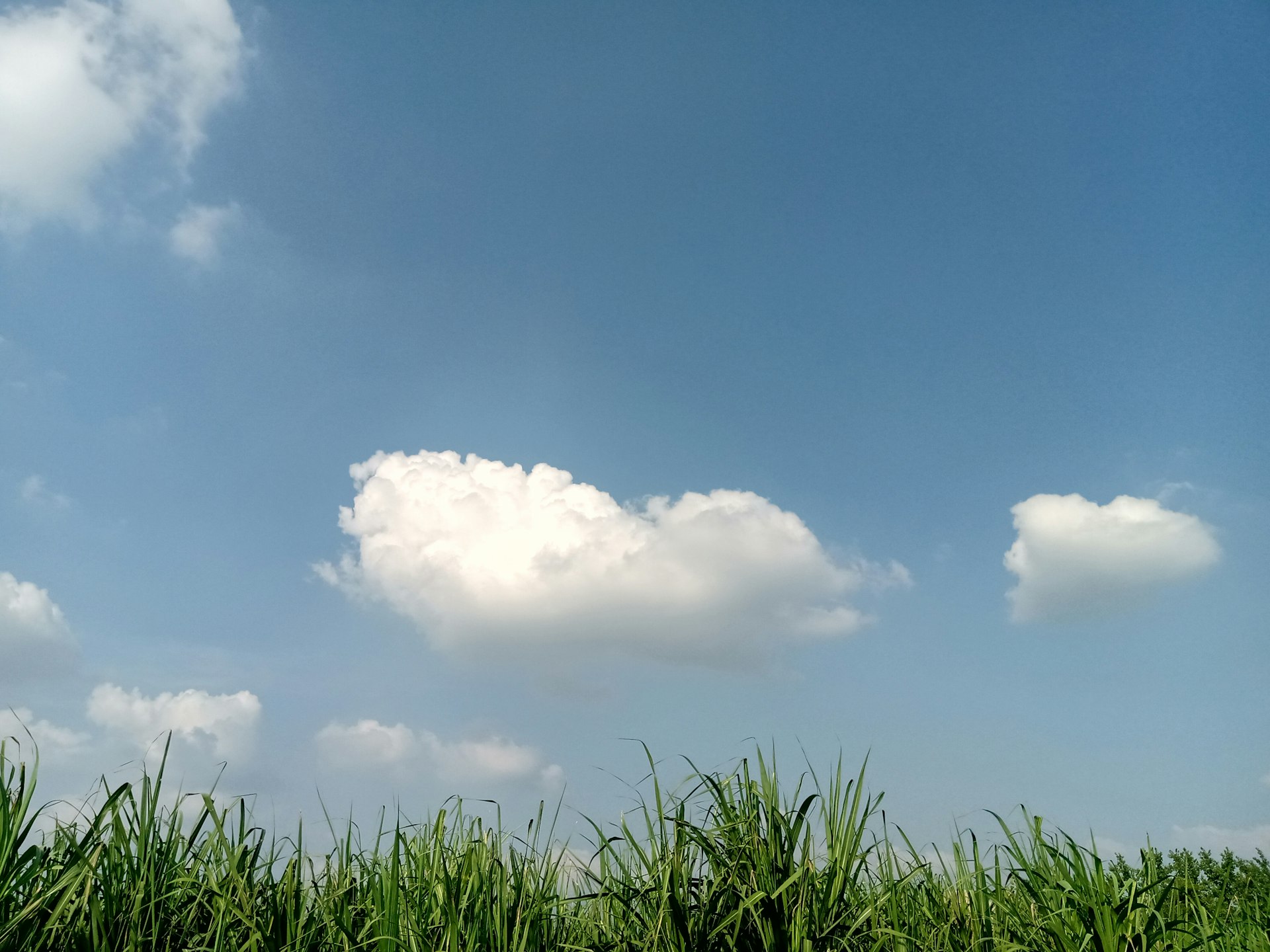 green grass under blue sky and white clouds during daytime
